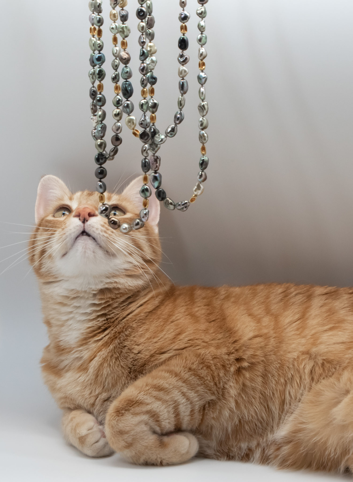 Photograph of Bento kitty gazing up at Tahitian Keshi pearl necklace