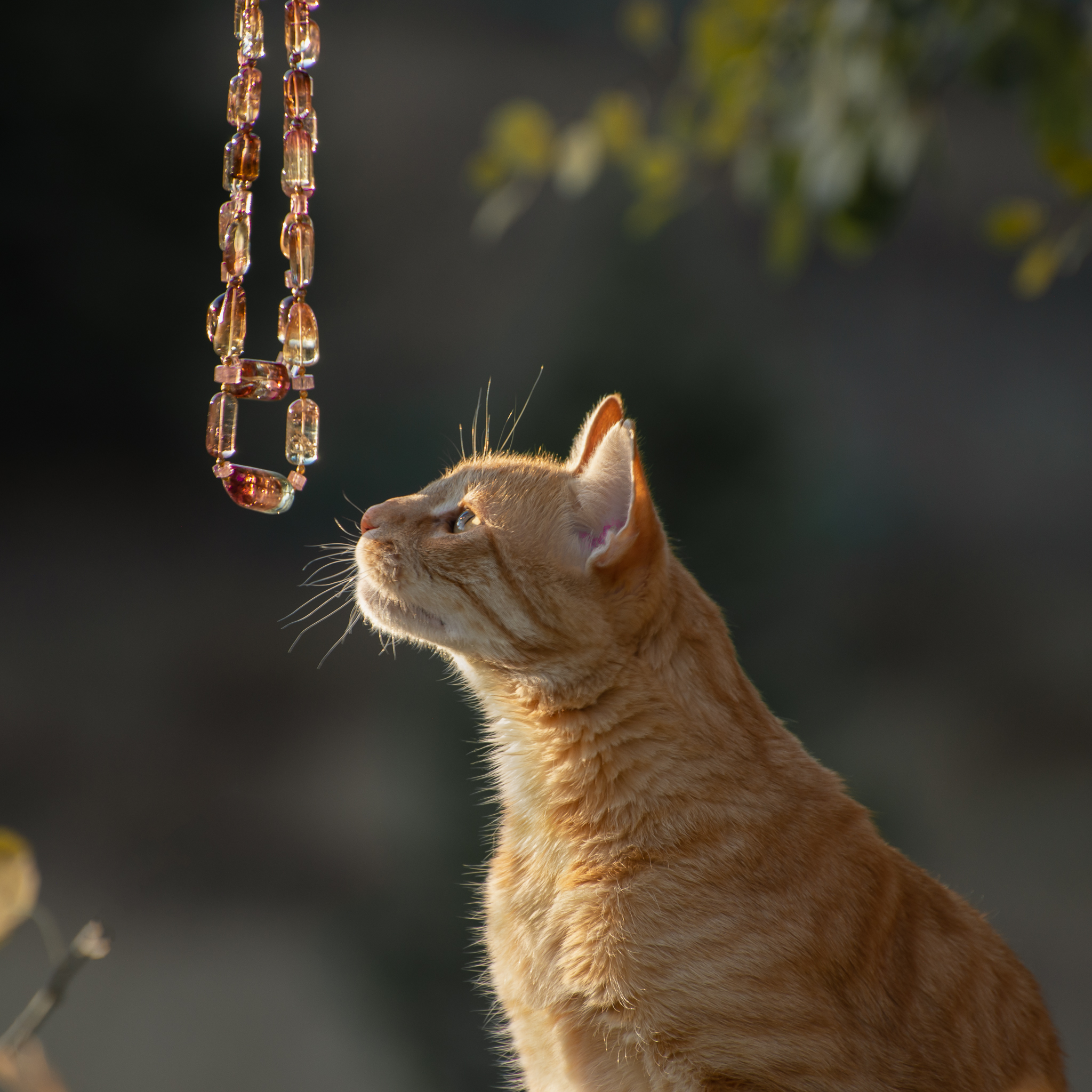Bento the cat eyeing a multi-colored tourmaline nugget necklace swinging in the air